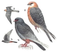 Кобчик – Falco vespertinus