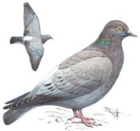 Бурый голубь – Columba eversmanni