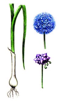 Лук голубой – Allium caeruleum Pall.