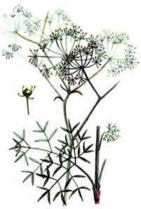 Пушистоспайник длиннолистный – Eriosynaphe longifolia (Fich. ex Spreng.) DC.