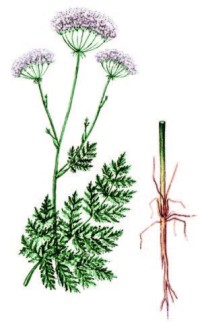 Жабрица мохнатоголовая (порезник) – Seseli eriocephalum (Pall.) Schischk.