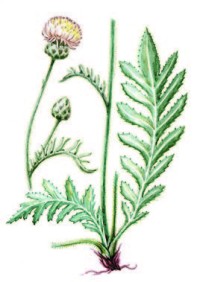 Василек Талиева – Centaurea taliewii Kleop.