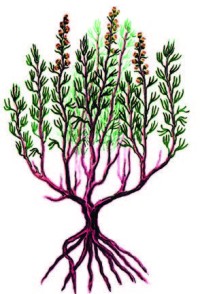 Полынь солянковидная – Artemisia salsoloides Willd.
