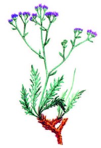 Соссюрея тургайская – Saussurea turgaiensis B. Fedtsch.