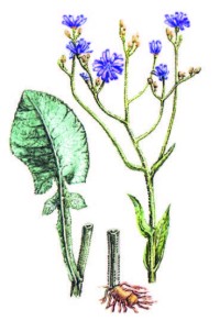 Цицербита уральская – Cicerbita uralensis (Rouy) Beauverd