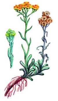 Цмин песчаный – Helichrysum arenarium (L.) Moench.