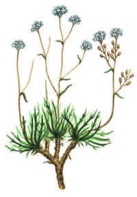 Клоповник Мейера – Lepidium meyeri Claus