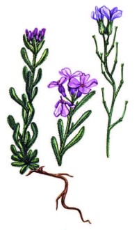 Клаузия солнцепечная – Clausia aprica (Steph.) Korn.-Tr.