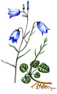 Колокольчик круглолистный – Campanula rotundifolia L.
