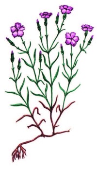 Гвоздика уральская – Dianthus uralensis Korsh.