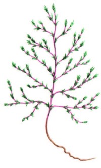 Петросимония трехтычинковая – Petrosimonia triandra (Pall.) Simonk.