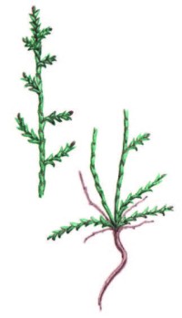 Поташник облиственный – Kalidium foliatum (Pall.) Moq.
