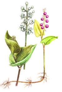 Майник двулистный – Maianthemum bifolium (L.)