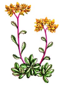Очиток гибридный – Sedum hybridum L.