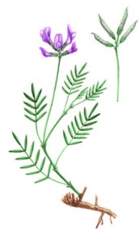Астрагал Карелина – Astragalus karelinianus M. Pop.