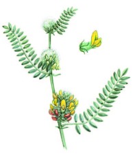 Астрагал лисий – Astragalus vulpinus Willd.