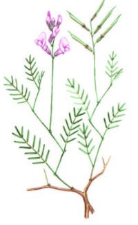 Астрагал украинский – Astragalus ucrainicus Klok. et M. Pop.