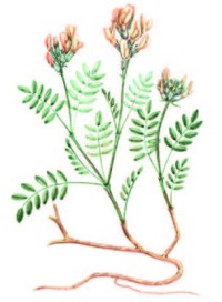 Астрагал Цингера – Astragalus zingeri Korsh.