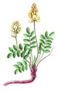 Копеечник крупноцветковый – Hedysarum grandiflorum Pall.