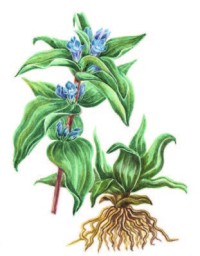 Горечавка крестовидная – Gentiana cruciata L.