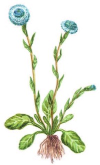 Шаровница крапчатая – Globularia punctata Lapeyr. (G. willkommi Nym.)