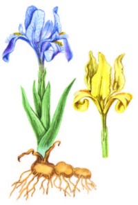 Касатик карликовый, степные петушки – Iris pumila L.