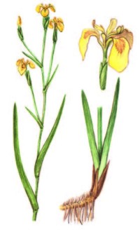Касатик жёлтый – Iris pseudacorus L.