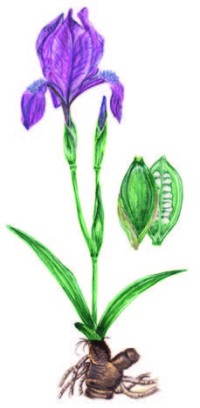 Касатик безлистный – Iris aphylla L.