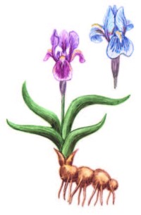 Касатик кожистый – Iris scariosa Willd. ex Link