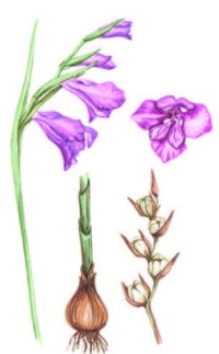 Шпажник тонкий – Gladiolus tenuis Beib.