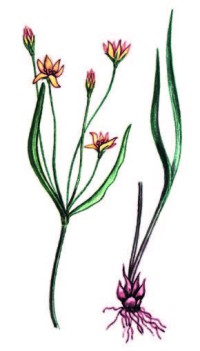 Гусиный лук удивительный – Gagea mirabilis Grossh.