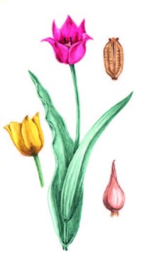 Тюльпан Шренка – Tulipa schrenkii Regel.