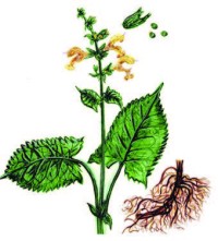 Шалфей клейкий – Salvia glutinosa L.
