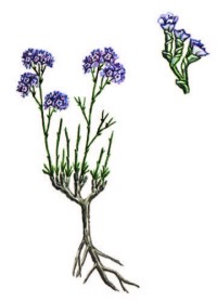 Кермек меловой – Limonium cretaceum Tscherkasova