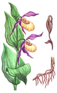 Венерин башмачок настоящий – Cypripedium calceolus L.
