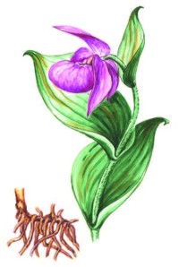 Венерин башмачок крупноцветковый – Cypripedium macranthon Sw.