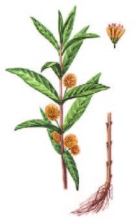 Наумбургия кистецветная – Naumburgia thyrsiflora (L.) Reichenb.