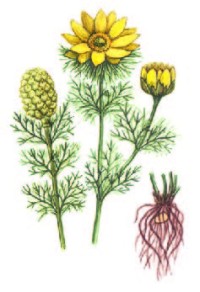 Адонис весенний, горицвет – Adonis vernalis L.