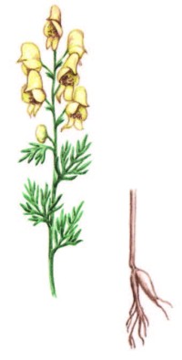 Борец желтеющий – Aconitum anthora L. s.l.