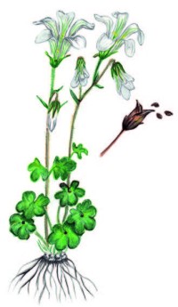 Камнеломка сибирская – Saxifraga sibirica L.