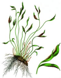 Костенец северный – Asplenium septentrionale (L.) Hoffm.