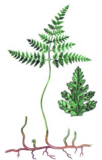 Голокучник Роберта – Gimnocarpium robertianum (Hoffm.) Newm.