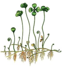 Марсилея четырехлистная – Marsilea quadrifolia L.