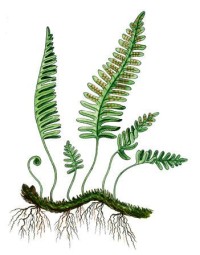 Многоножка обыкновенная – Polypodium vulgare L.