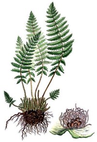 Вудсия эльбская, северная – Woodsia ilvensis (L.) R. Br.