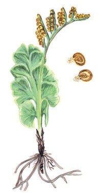 Гроздовник полулунный – Botrychium lunaria (L.)