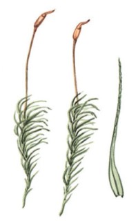 Дикранелла разнонаправленная – Dicranella heteromalla (Hedw.) Schimp.