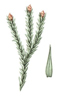 Схистидиум скрытоплодный – Schistidium apocarpum (Hedw.) Bruch et al.