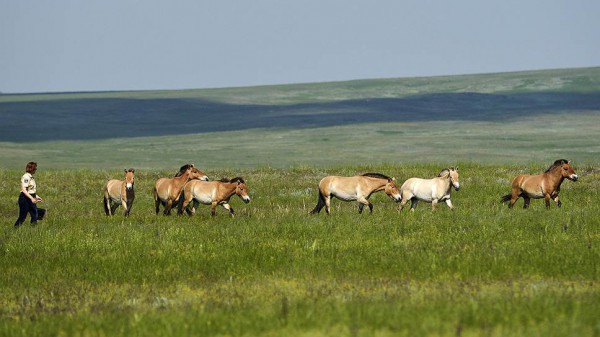 С 2015 года в оренбургских степях реализуют единственную в России программу восстановления популяции лошади Пржевальского