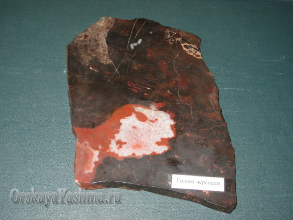 Рис. 27 Портретная яшма. «Голова черепахи» 1:1,5